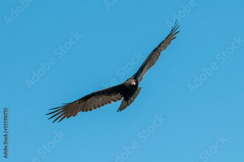 Turkey Vulture   planning in flight  Patagonia  Argentina