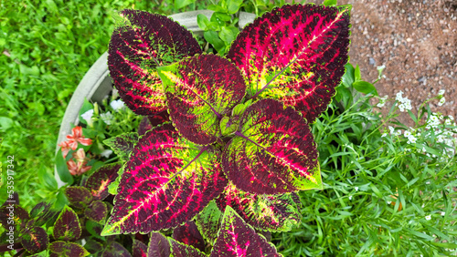 Large beautiful leaves of coleus multicolored bright sunny day
