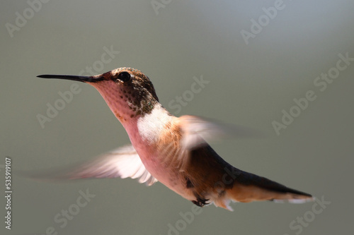 Hummingbird in Flight at Child's Meadow, California