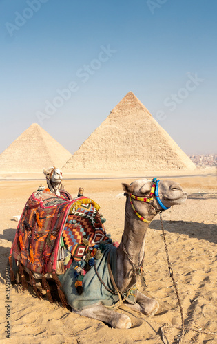 Camel in front of the pyramids of Giza