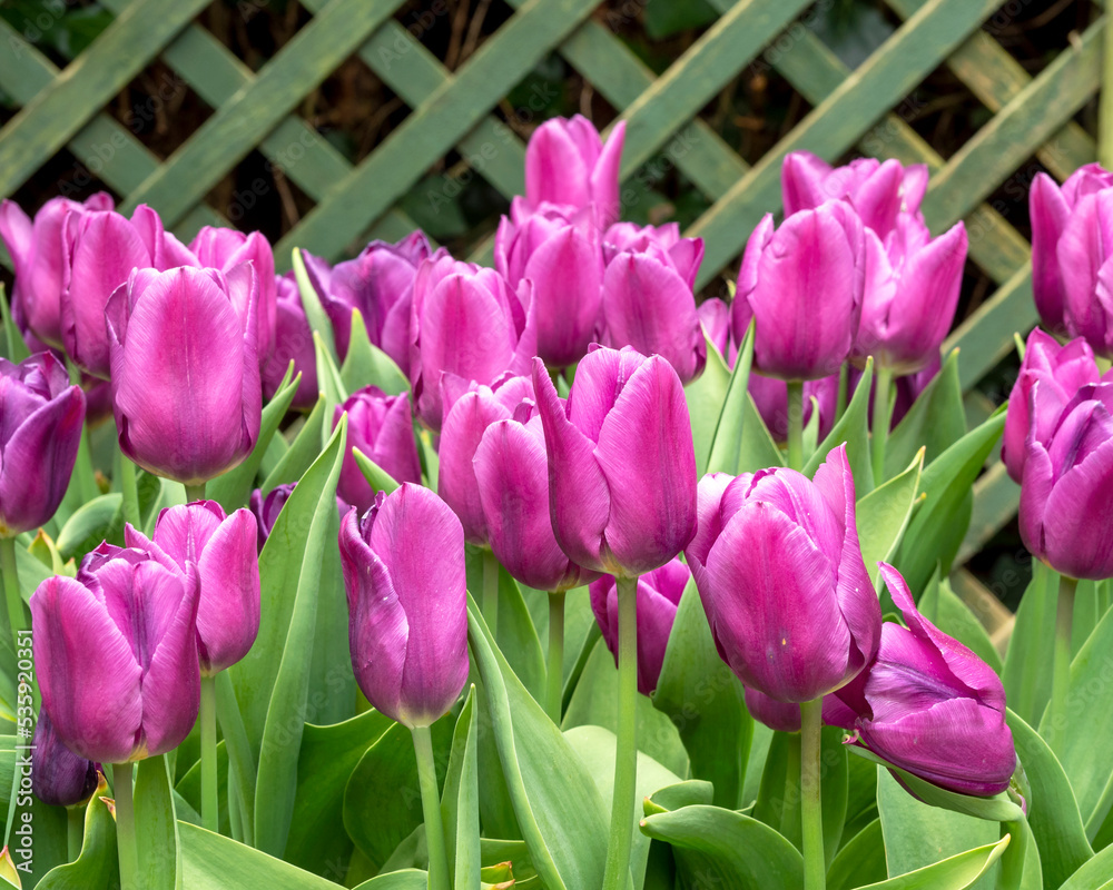 Blue Ribbon tulips flowering in a garden Blue Ribbon tulips flowering in a garden