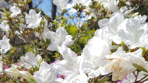 White blossom flower