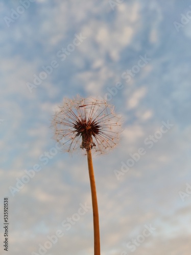 dandelion against blue sky
