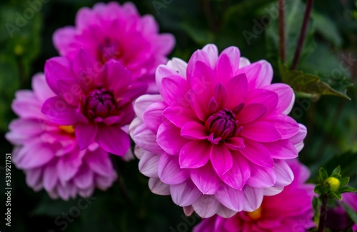 pink and white dahlia