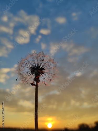 dandelion against blue sky 