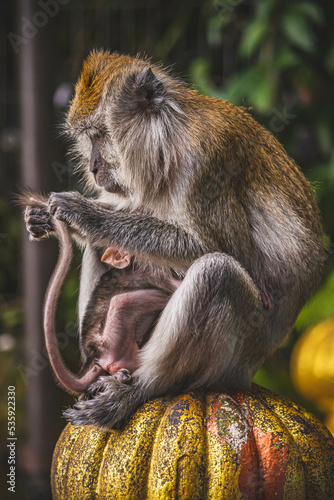 monkey mama holding her newborn tight while checking up his tail 