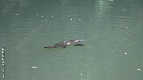 a high frame rate clip of a platypus feeding and swimming in the broken river at eungella national park of queensland , australia photo