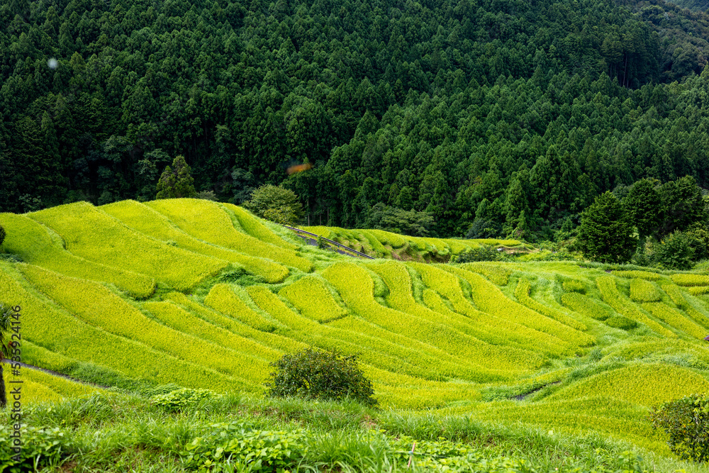 夏の丸山千枚田 夏の丸山千枚田