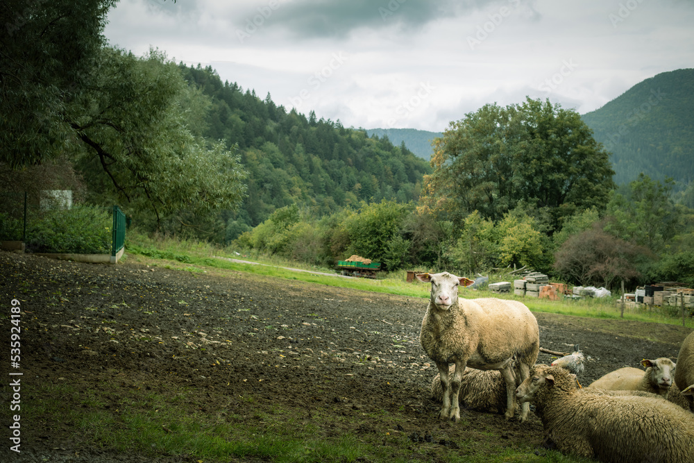 Fototapeta premium Flock of sheep grazing on the green meadow.High quality photo.