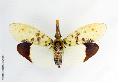 Unusual insect isolated on white. White fulgoridae Pyrops astarte macro, close up, collection insects, entomology photo