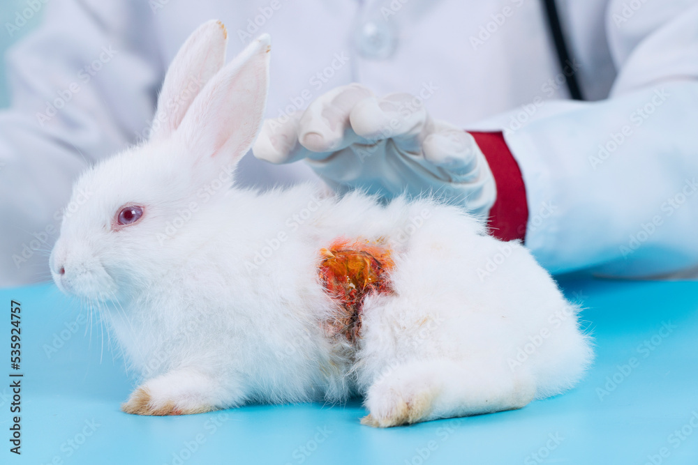 Patient rabbit injury bunny with vet hand check body.Veterinary woman ...