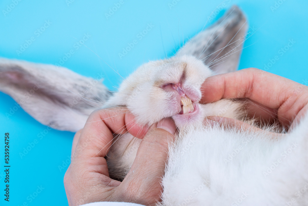 Patient rabbit ears bunny with hands of veterinary scrutiny oral health on table blue background. Hand of doctor open mouth sick white rabbit mammal bunny check up teeth in hospital.Animal health care Patient rabbit ears bunny with hands of veterinary scrutiny oral health on table blue background. Hand of doctor open mouth sick white rabbit mammal bunny check up teeth in hospital.Animal health care