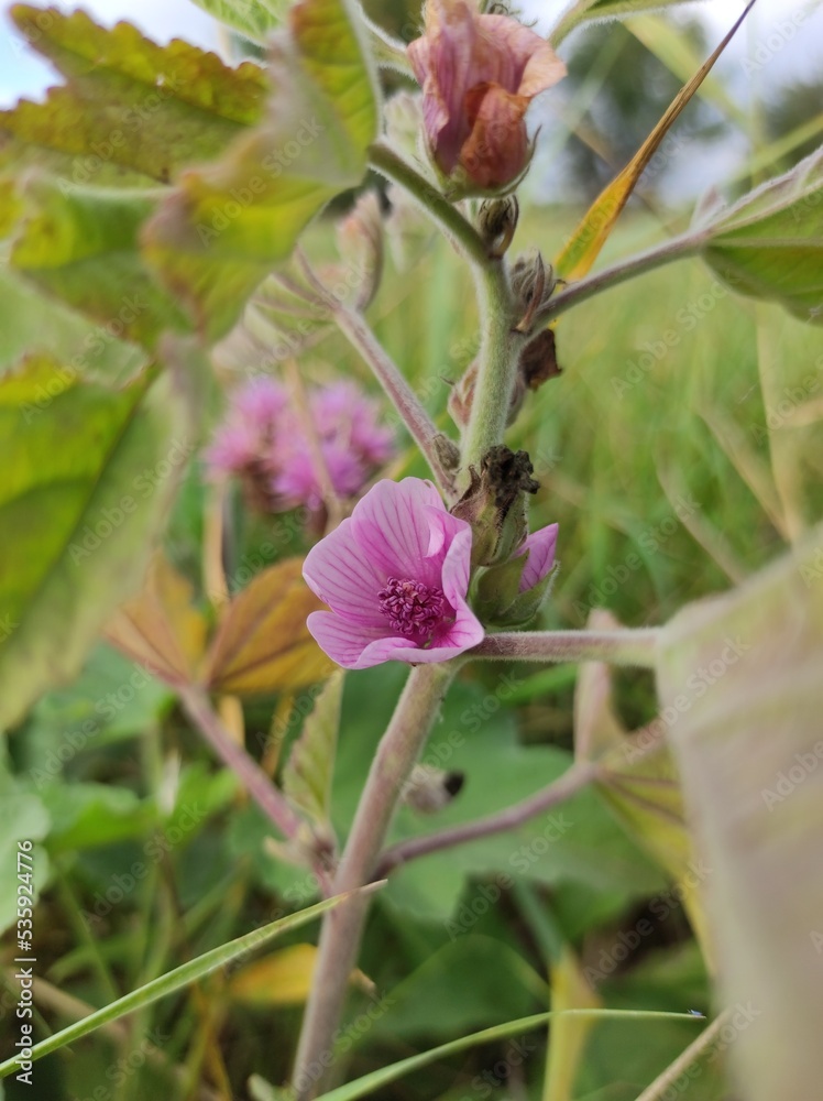 pink flower in the field pink flower in the field