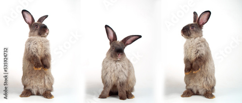 Collage three action lovely rabbit furry bunny standing hind legs on white background. Cuddly gray brown rabbit fluffy bunny posing three action over isolated. Animal spring symbol easter day concept. photo