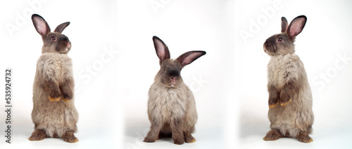 Collage three action lovely rabbit furry bunny standing hind legs on white background. Cuddly gray brown rabbit fluffy bunny posing three action over isolated. Animal spring symbol easter day concept.