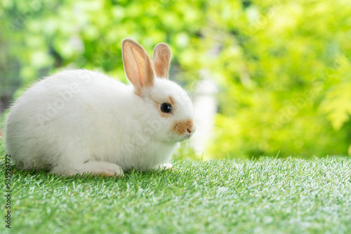 Lovely baby rabbit furry bunny looking at something sitting on green grass over bokeh nature background. Infant bunny white brown rabbit on lawn spring background. Easter animal new born bunny concept