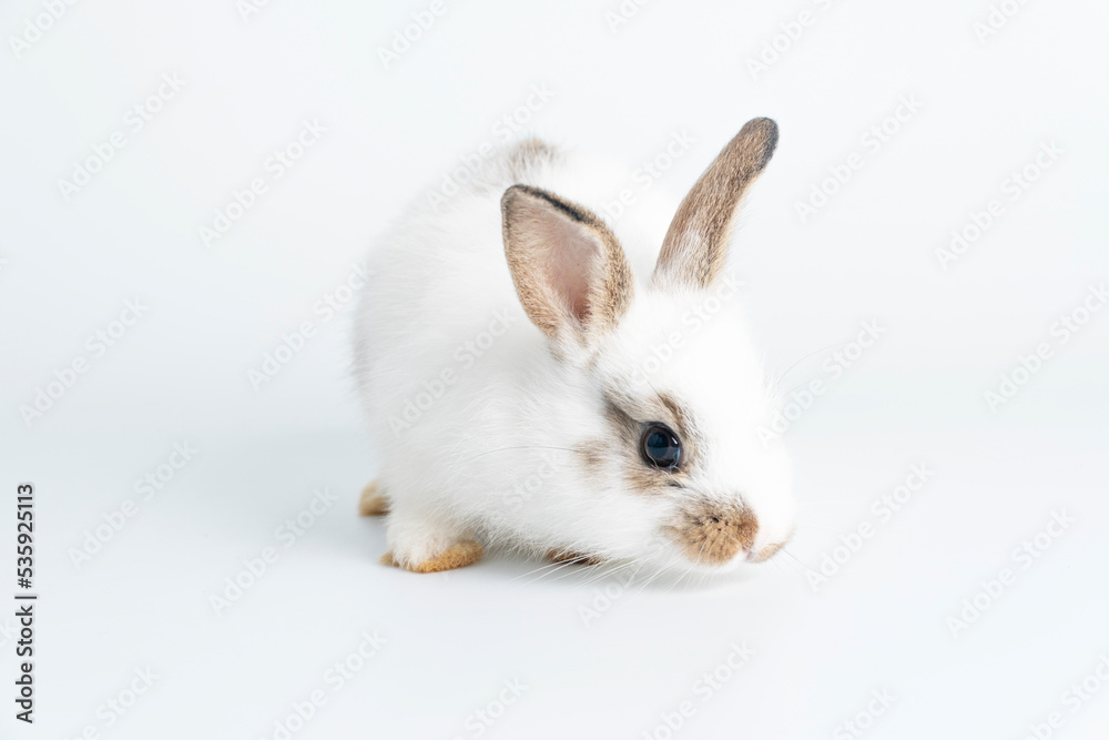 Adorable baby rabbit bunnies looking at camera sitting over isolated white background. Cuddly healthy little rabbit white brown bunny playful sitting on white with copy space. Easter bunny animal pet.