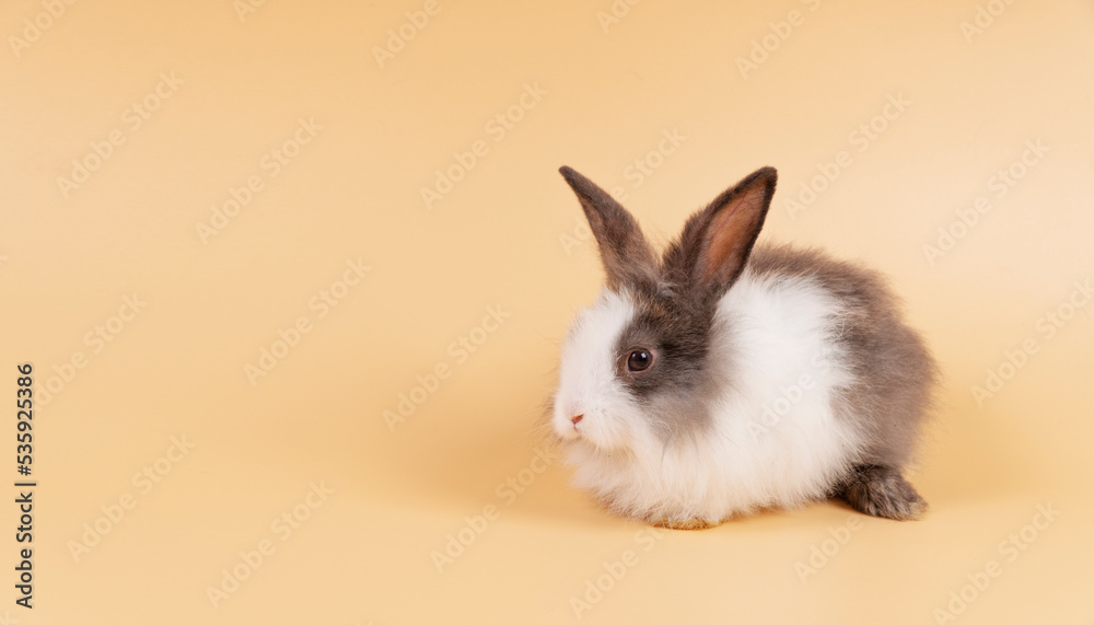 Adorable baby rabbit bunny looking at something while sitting over isolated pastel background with copy space. Cuddly furry rabbit black white bunny playful on yellow.Easter holiday animal pet concept