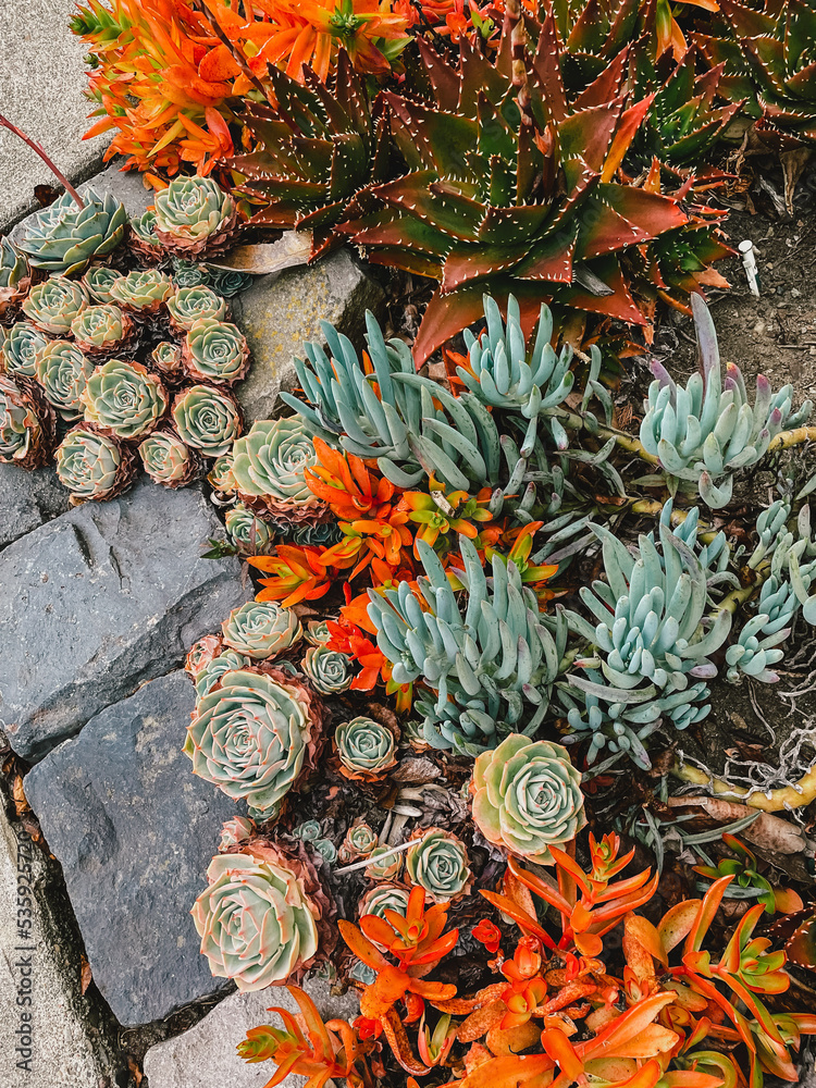 Obraz premium colorful succulent garden in San Francisco