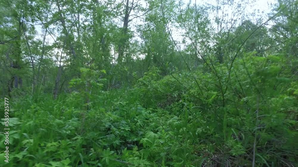 Vladivostok, Russia - June 02 2016: Forest walk Vladivostok, Russia - June 02 2016: Forest walk