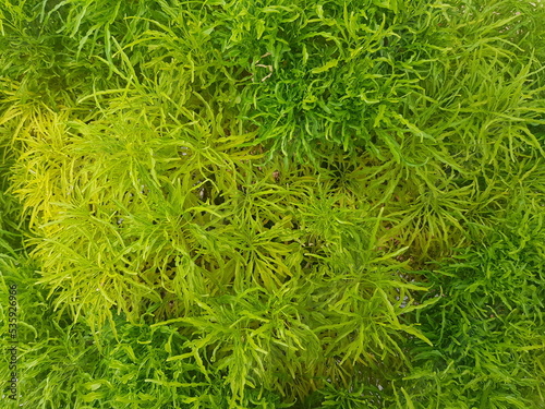 green leaf texture pattern, nature green background concept