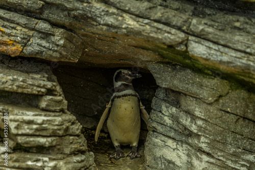 a piggy hiding in a cave in the lisbon oceanarium photo