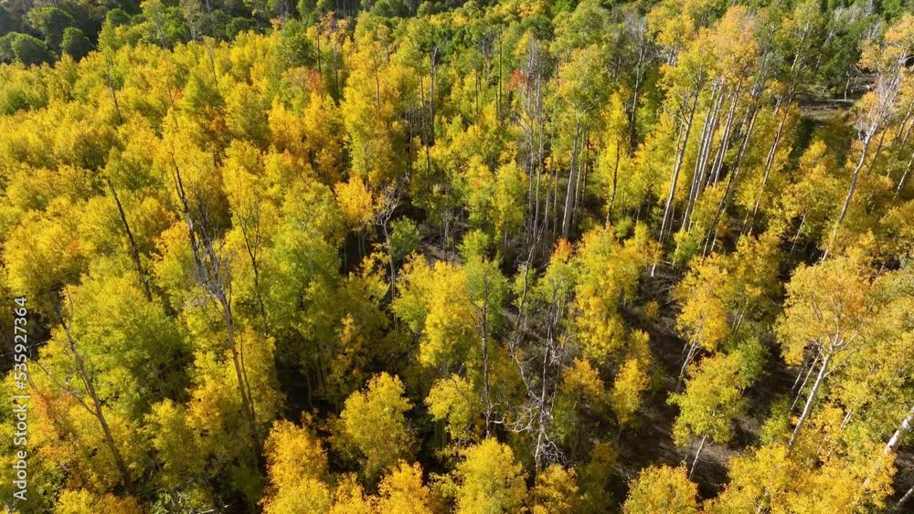 Aerial Autumn colors high mountain overhead. Beautiful season Autumn fall colors in Maple, Oak and Pine forest. Central Utah. Beautiful mountain canyon valley and trails. Travel destination. Aerial Autumn colors high mountain overhead. Beautiful season Autumn fall colors in Maple, Oak and Pine forest. Central Utah. Beautiful mountain canyon valley and trails. Travel destination.