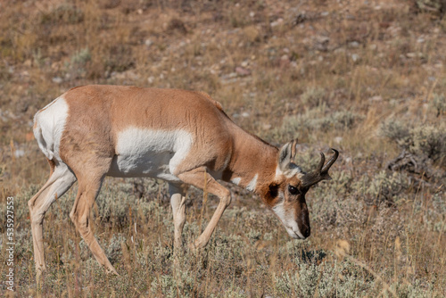 Pronghorn Antelope Buck in Wyoming in Autumn