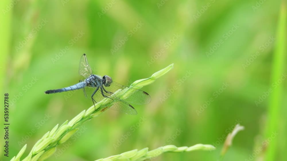 red dragonfly on a branch in green nature, close-up. Dragonfly insect isolated on green trees bokeh background. Dragonfly resting in the sunlight summertime. Wild nature. 4K. red dragonfly on a branch in green nature, close-up. Dragonfly insect isolated on green trees bokeh background. Dragonfly resting in the sunlight summertime. Wild nature. 4K.