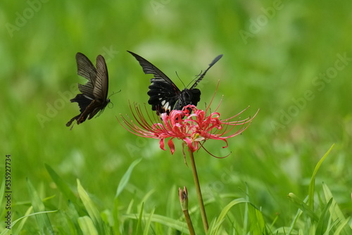 butterfly on a red spider lily flower