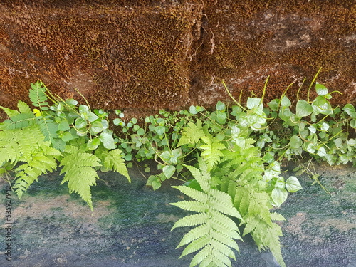 plants on the lichen background and texture of brown moss concrete and cement