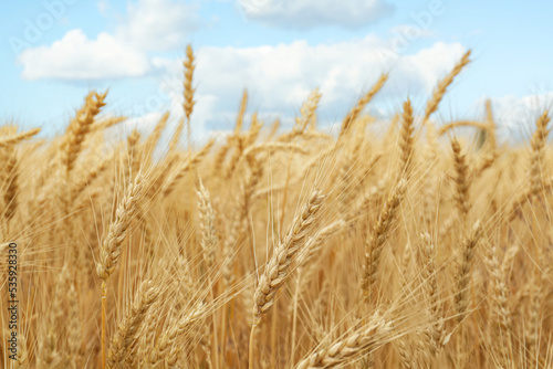 Beautiful ripe wheat spikes in agricultural field