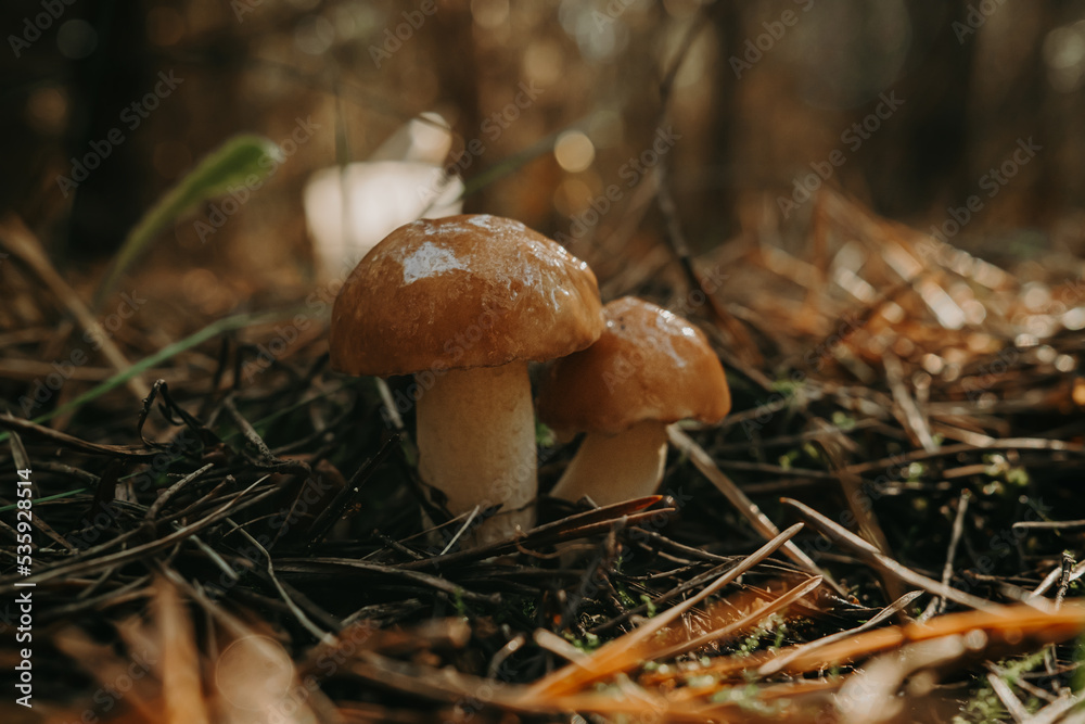 Young slippery Jack Fungi, Suillus luteus on autumn forest background with pine needles, close-up view. Harvest mushroom concept