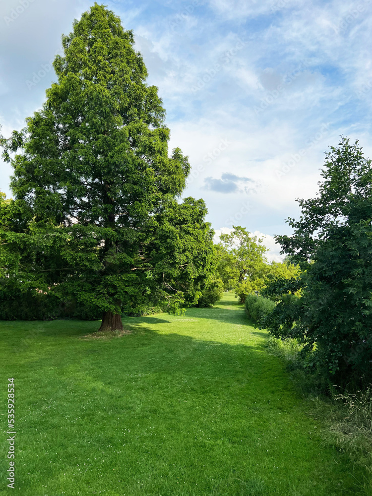 Picturesque view of beautiful park with fresh green grass and trees on sunny day Picturesque view of beautiful park with fresh green grass and trees on sunny day
