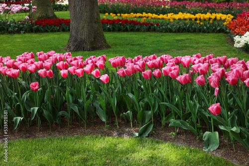 Fototapeta Naklejka Na Ścianę i Meble -  Many different beautiful tulip flowers in park. Spring season