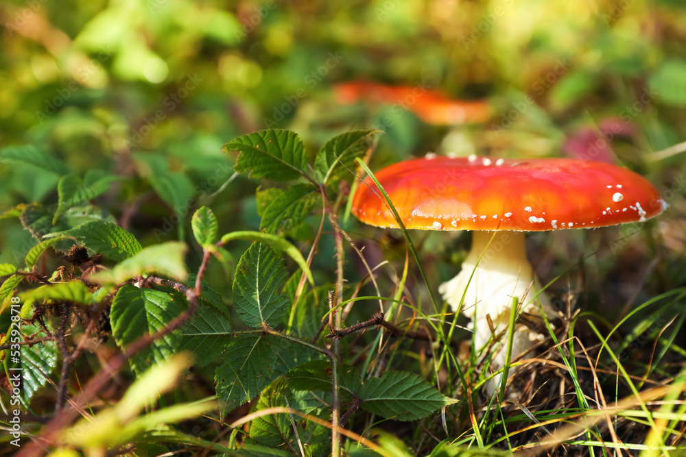 Fresh wild mushroom growing in forest, closeup. Space for text Fresh wild mushroom growing in forest, closeup. Space for text