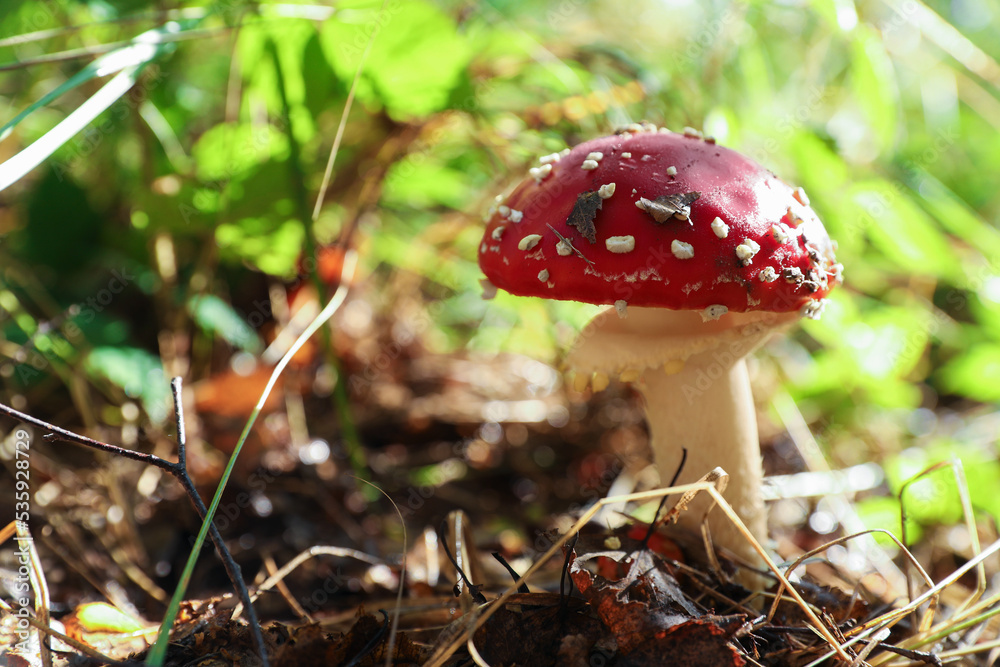 Fresh wild mushroom growing in forest, closeup. Space for text Fresh wild mushroom growing in forest, closeup. Space for text