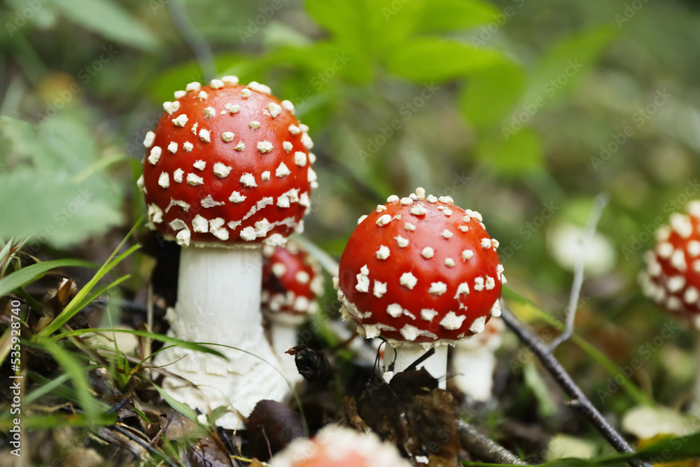 Fresh wild mushrooms growing in forest, closeup Fresh wild mushrooms growing in forest, closeup