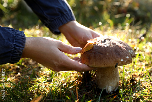 Woman picking porcini mushroom outdoors on autumn day, closeup