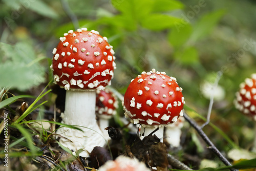 Fresh wild mushrooms growing in forest, closeup