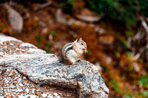 squirrel on the tree
