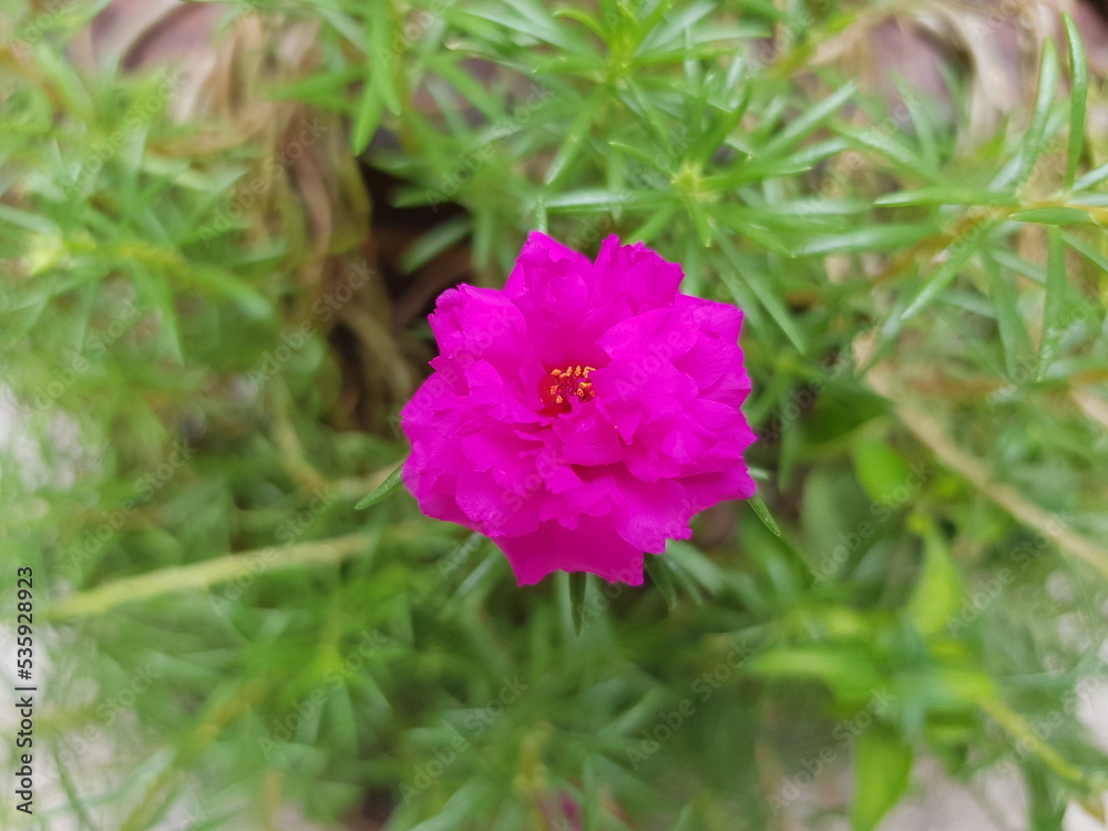 pink Common Purslane blooming with green leaves and trunk pink Common Purslane blooming with green leaves and trunk