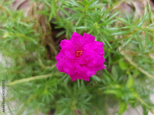pink Common Purslane blooming with green leaves and trunk