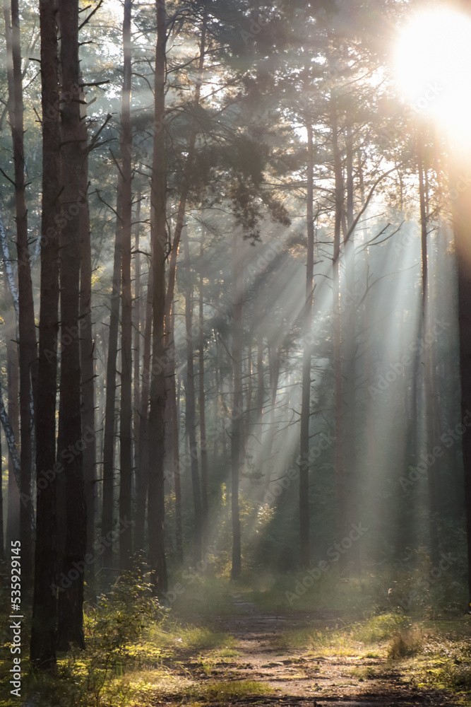 Obraz premium Majestic view of forest with sunbeams shining through trees in morning