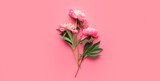 Beautiful peony flowers on pink background, top view
