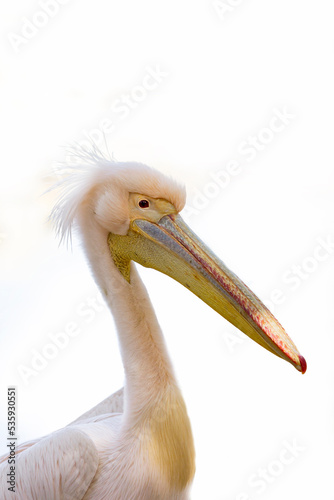 pelican on white background