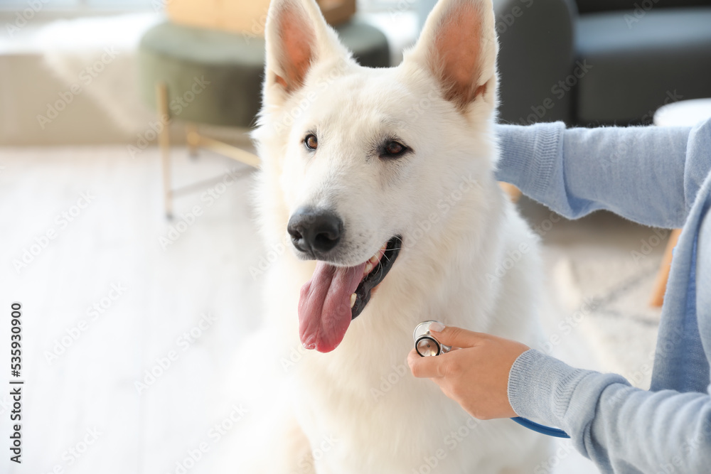 Woman examining her white dog with stethoscope at home, closeup