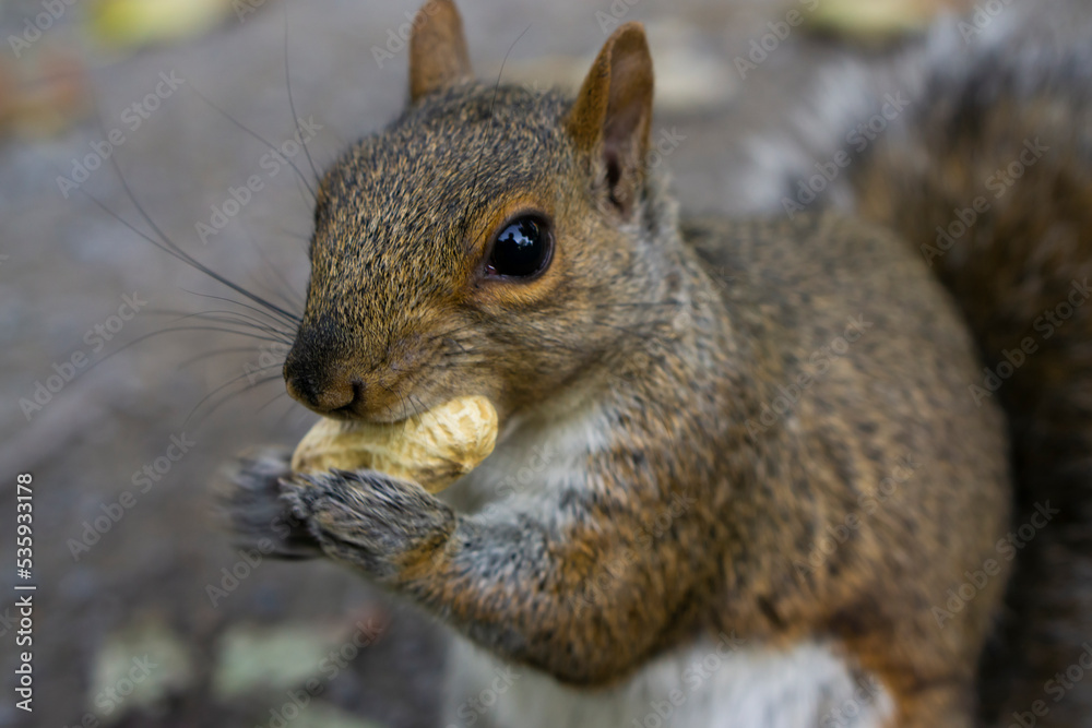 An Eastern Grey Squirrel is eating the peanut. Wild squirrel in nature background, eating squirrel looking straight to the camera, popular wild animal in Canada, canadian squirrel. Montral Quebec An Eastern Grey Squirrel is eating the peanut. Wild squirrel in nature background, eating squirrel looking straight to the camera, popular wild animal in Canada, canadian squirrel. Montral Quebec