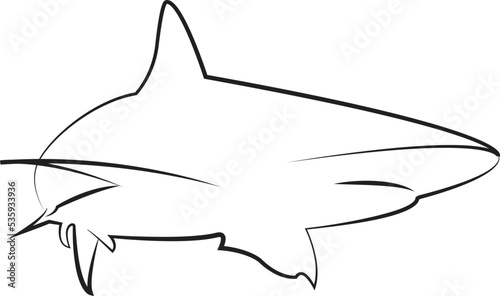 shark illustration