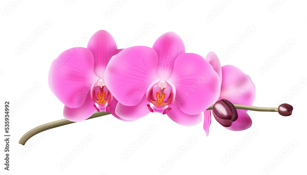 Różowa orchidea - gałązka z pąkami i pięknymi rozwiniętymi kwiatami. Ręcznie rysowana botaniczna ilustracja. - obrazy, fototapety, plakaty 